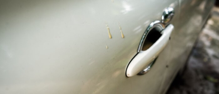 How to Easily Remove Dried Tree Sap From Your Car