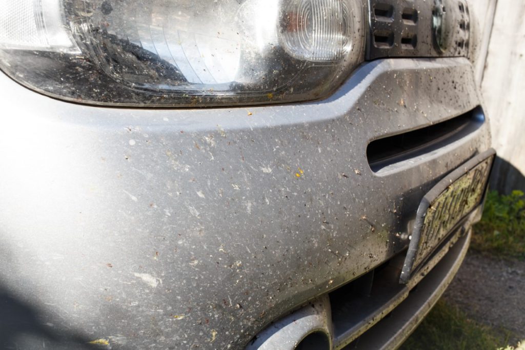 how to clean dead bugs off your car